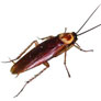 Cucaracha