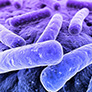 Legionella